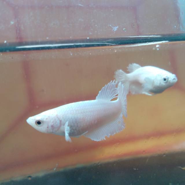 Ikan Cupang Halfmoon Putih Betina Siap Kawin Breed Pijah Shopee Indonesia