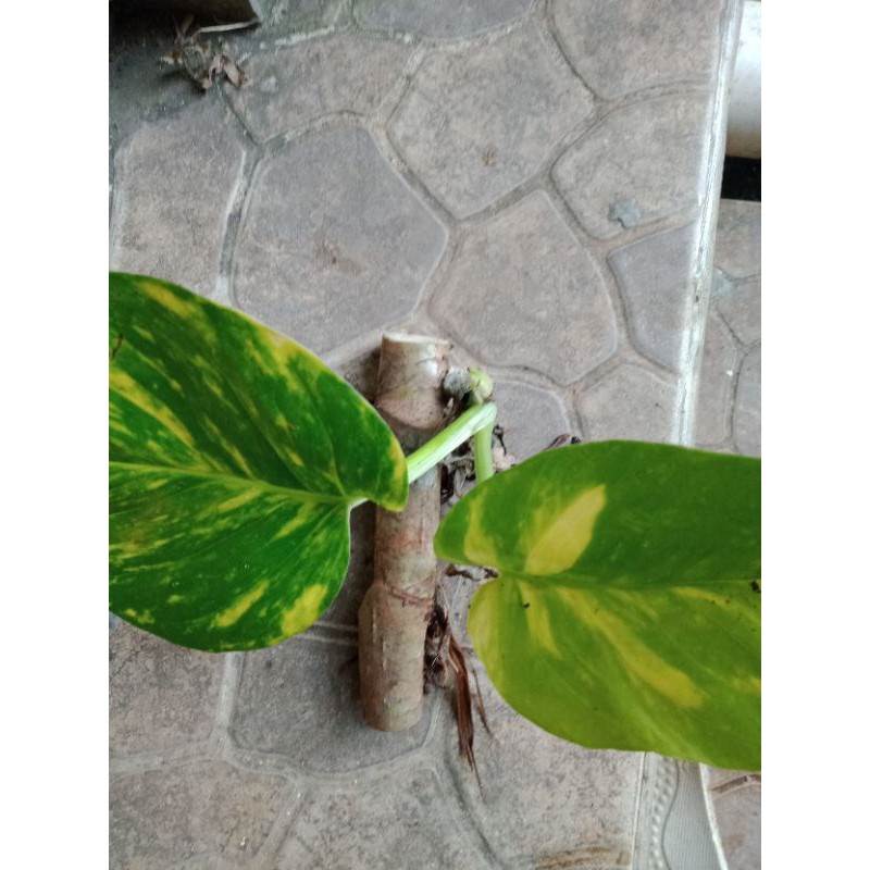 Bonggol Sirih Gading Varigata Jumbo