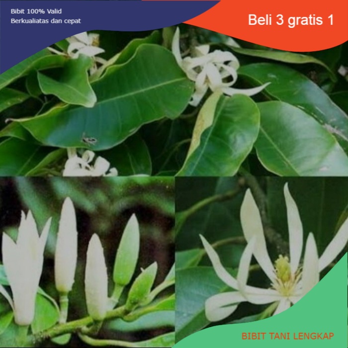 Bibit Tanaman Bunga Cempaka Putih-Bibit Bunga Kantil Putih Asli