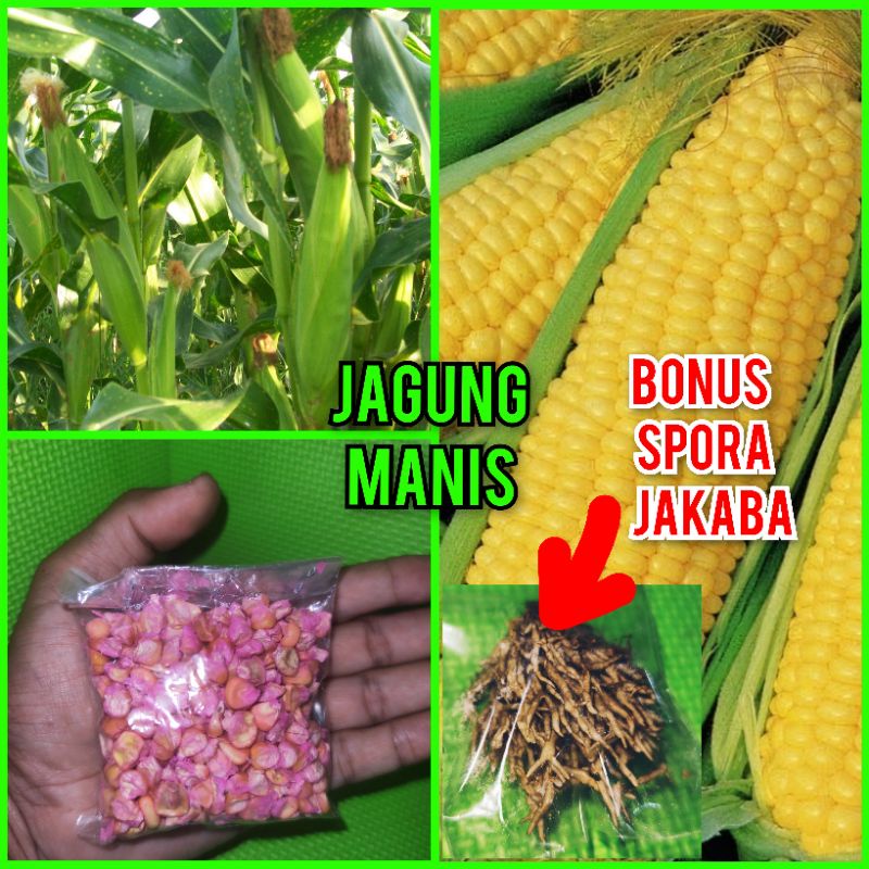 ❤️ 50 Gram BENIH JAGUNG MANIS MURAH