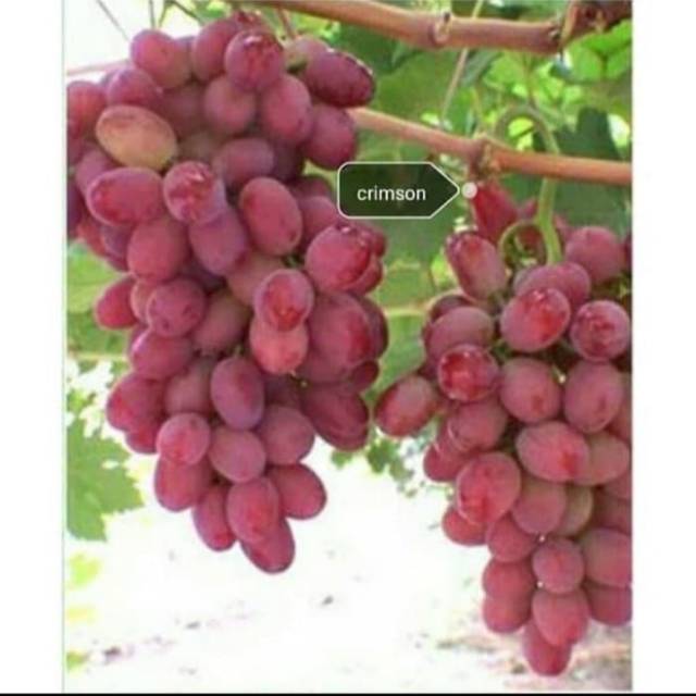 Bibit Anggur Import CRIMSON SEEDLESS