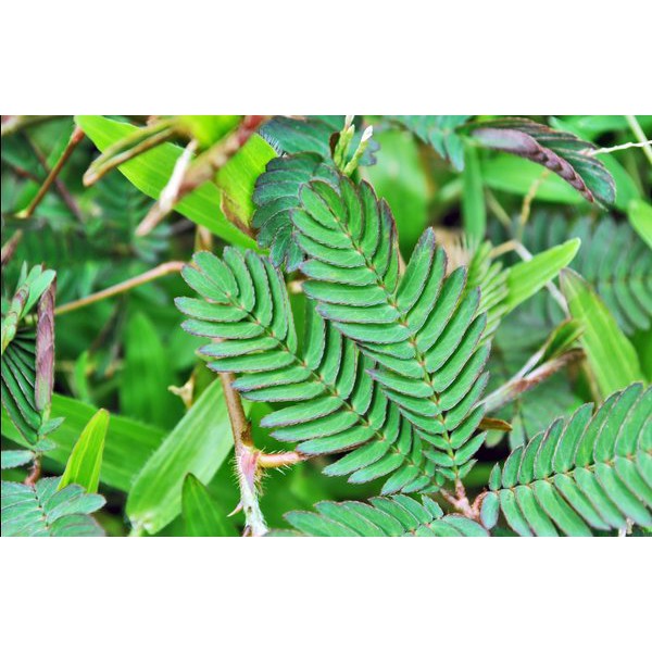 

Daun Putri Malu Segar 1 Kg - GRATIS Daun Lantana Camara