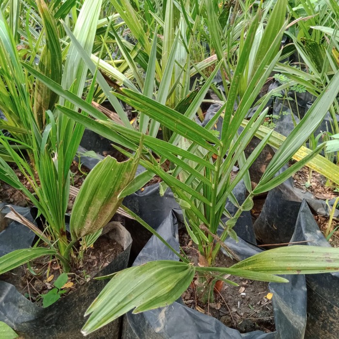 

bibit kurma jenis ajwa/kurma Nabi.