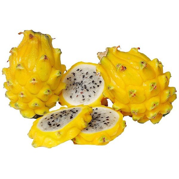 Jual Benih Bibit Buah Naga Kuning