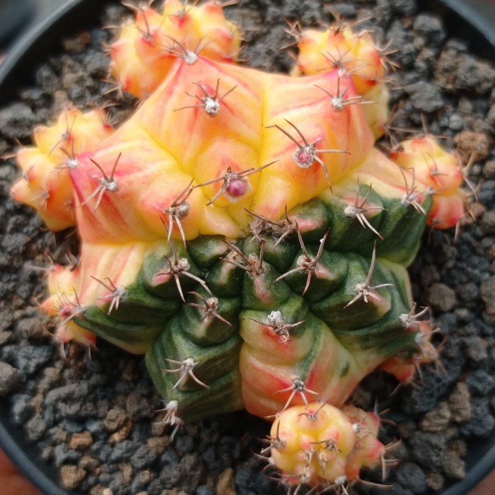 gymnocalycium k3