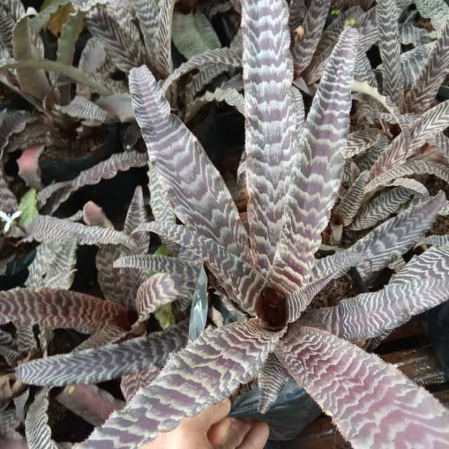 Tanaman hias bromelia crypantus / tanaman hias bromelia tokek / bromelia tokek