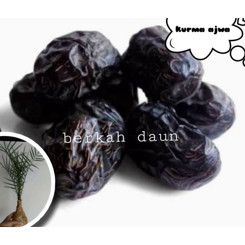 bibit kurma nabi (ajwa) siap pindah tuan