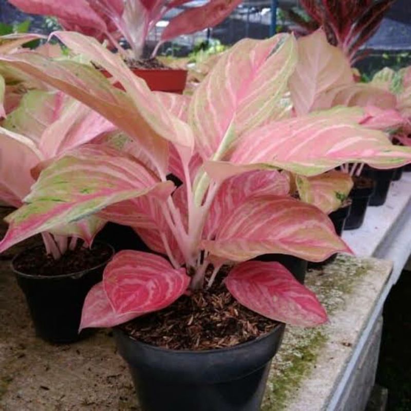 aglonema bidadari/anakan aglonema Aglonema_Store