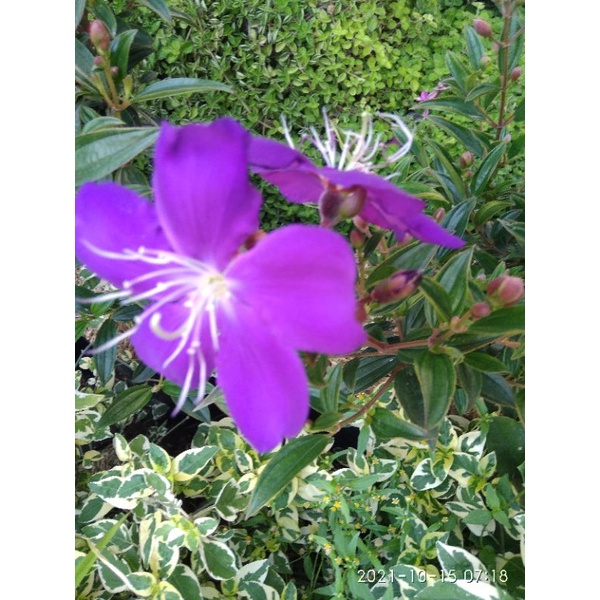 taibo cina senggani berbunga bibit unggul