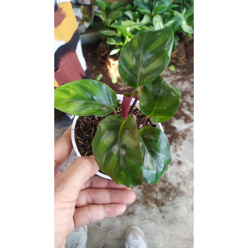 Calathea Rotundum import