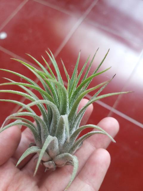 Tillandsia Rubra Druid Houston Fuego
