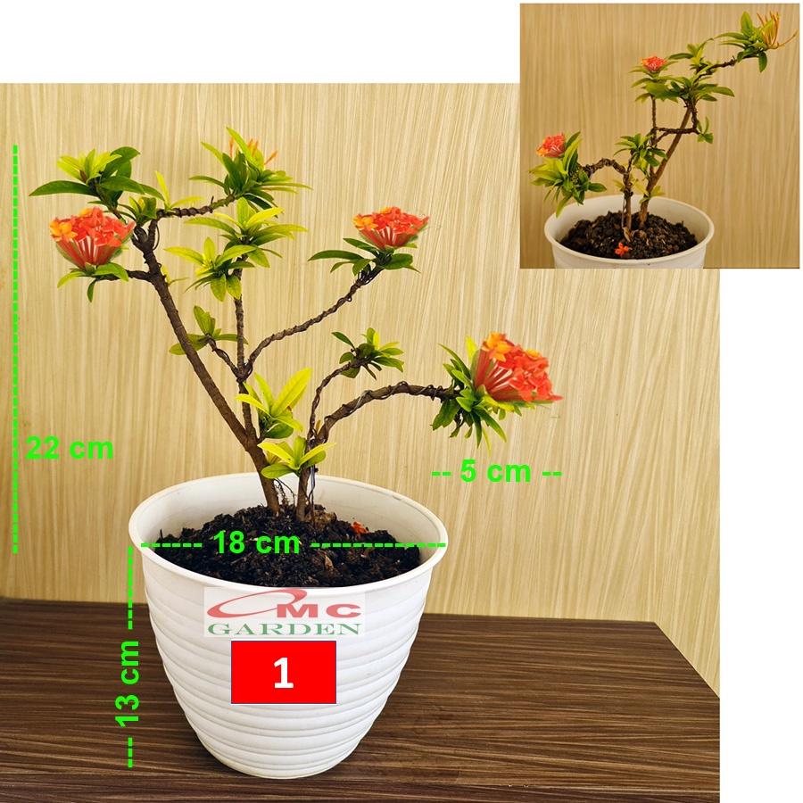 Tanaman Hias Bonsai Bonsae Mame Soka Mini Asoka Jepang Ixora Orange B-SMO-002