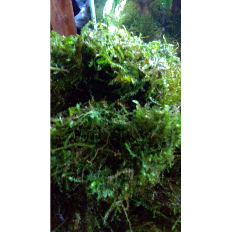 TERMURAH JAVA MOSS FULL AIR [1 KG ] UNTUK AQUASCAPE & PALUDARIUM