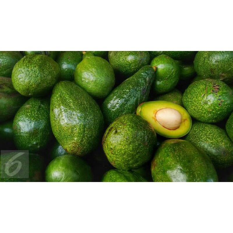 

FRESH BUAH ALPUKAT ALPUKAD AVOCADO 1KG