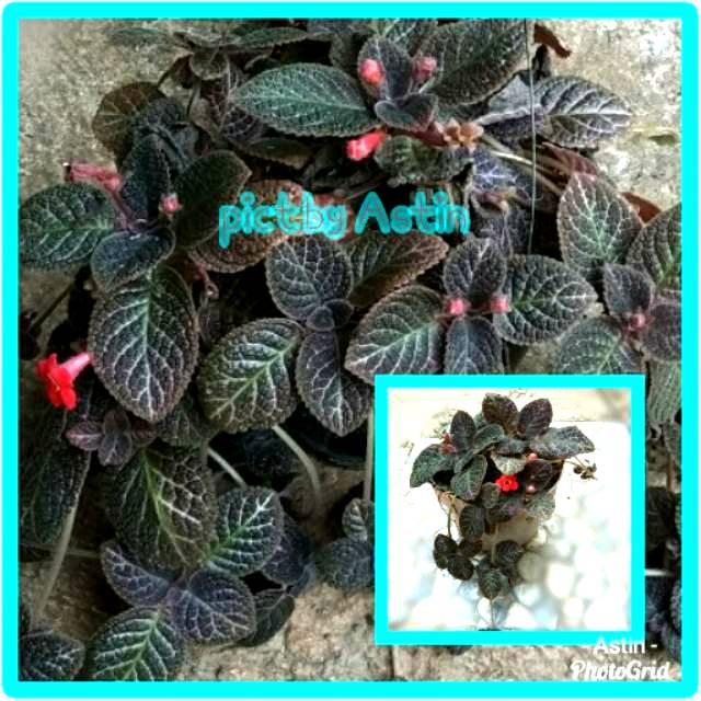 Episcia cupreata si Tanaman  Hias Gantung  Shopee Indonesia