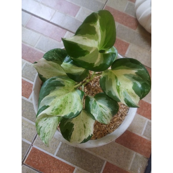 Tanaman Hias Manjula Varigata Original / Sirih Gading Manjula Varigata / Srigading Manjula Redy