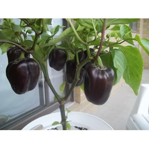 BENIH PAPRIKA ISI 4 / PAPRIKA UNGU / PAPRIKA PURPLE / KEMASAN EKONOMIS