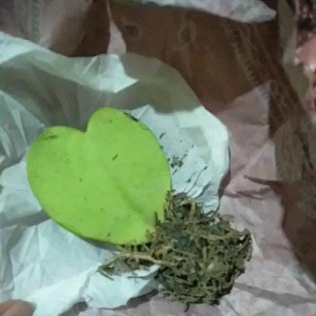 Kaktus Hoya