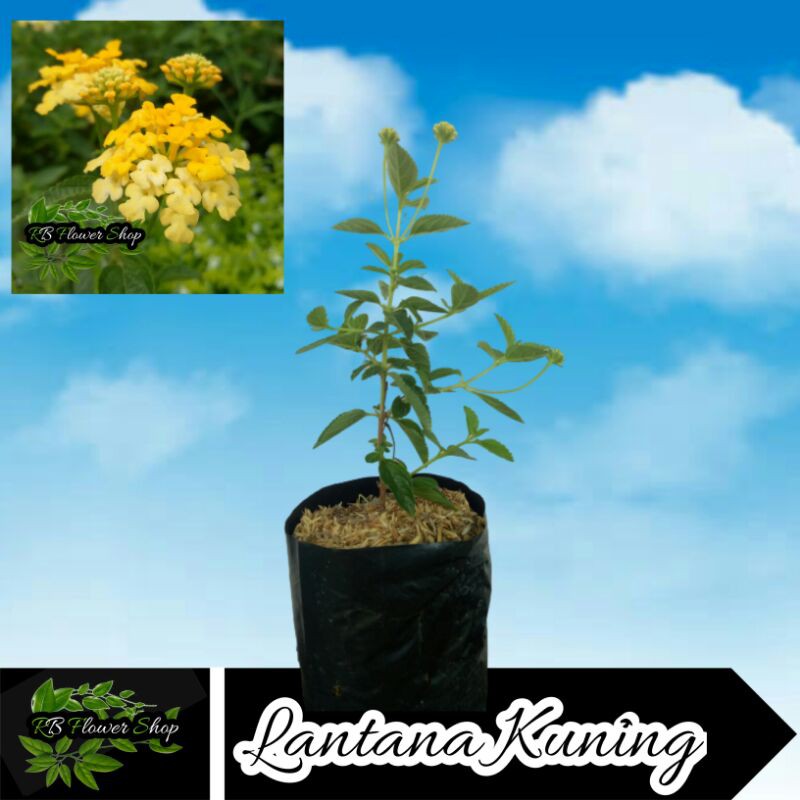 1 PAKET TANAMAN HIAS BUNGA LANTANA / UNGU / KUNING / PUTIH