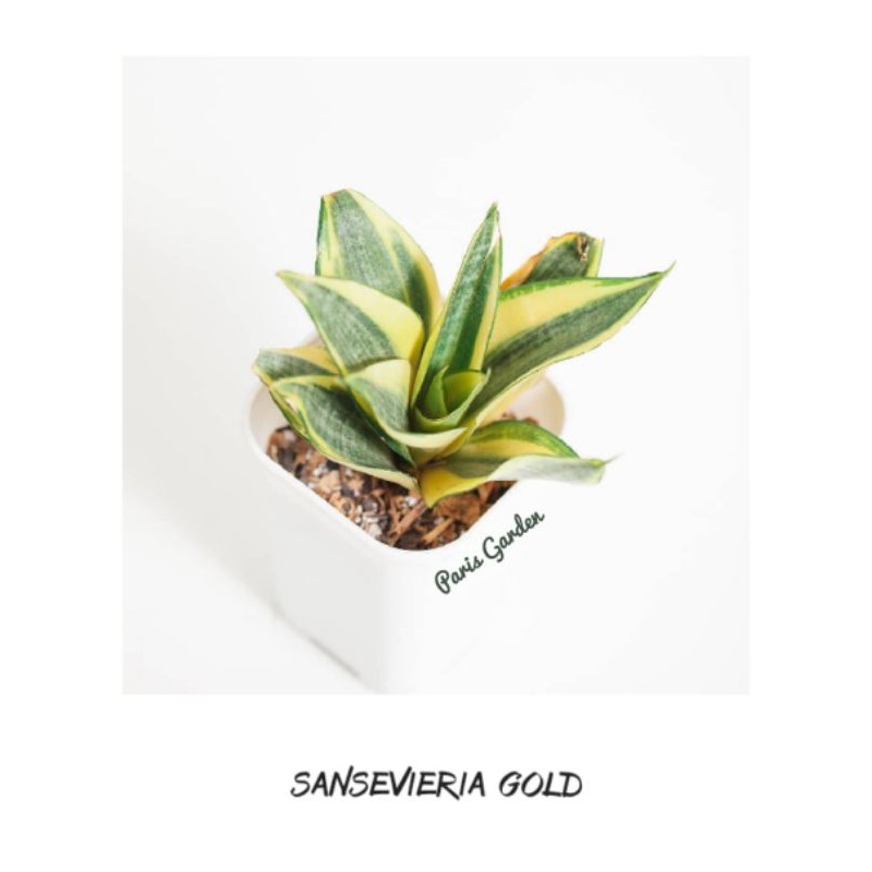 TANAMAN HIAS SANSIVERA MINI GOLD - BIBIT TANAMAN SENSIVERA MINI GOLD - SANSEVIERIA MINI GOLD