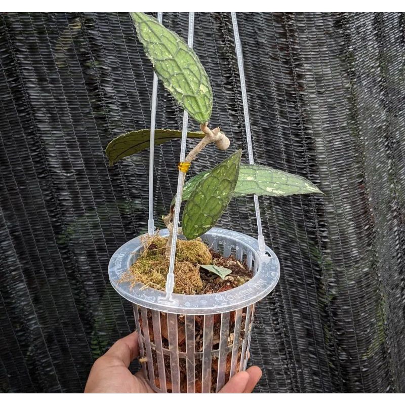 PERFECT-HOYAA CLEMENSIORUM BLUE