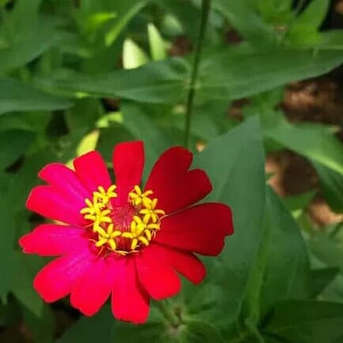 Tanaman Hias Bunga Kertas Zinnia - Pohon Bunga Kertas Zinnia