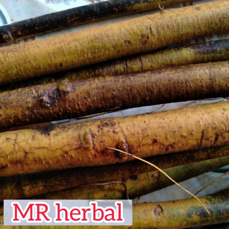 

Akar tuba segar pestisida organik asli per 1 kg