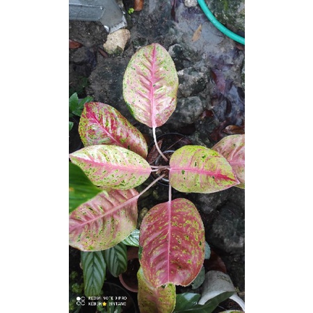 Aglonema Big Roy Mutasi