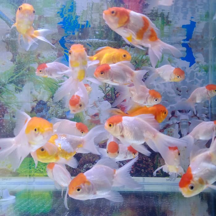 Ikan Koki Oranda Red Cup Uk 7 8 Cm Ikan Hias Aquarium Aquascape