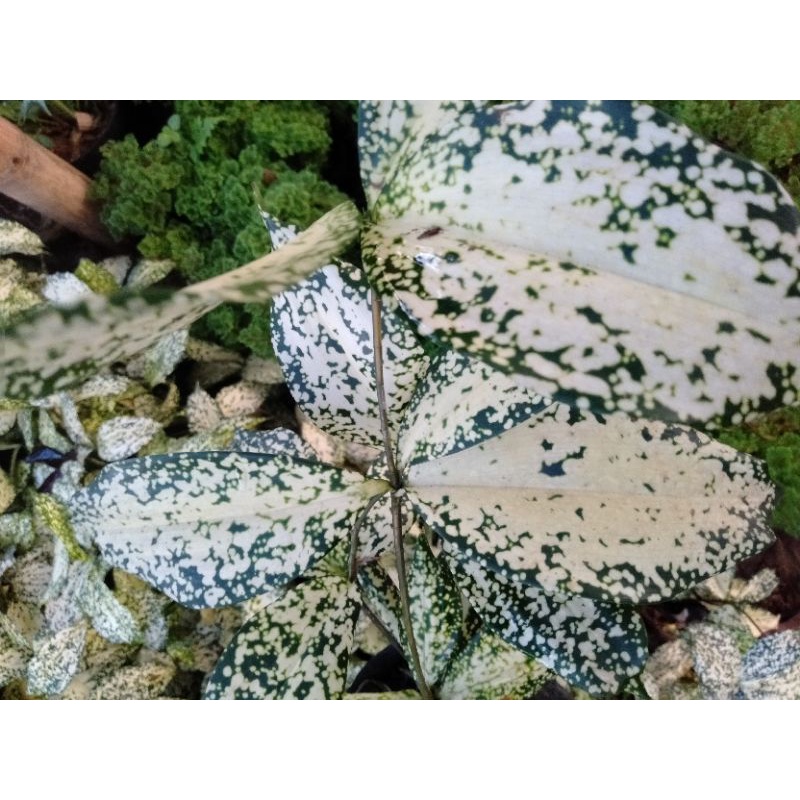 Tanaman hias Dracena Florida bunga bambu dracena mini varigata BELI 5 GRATIS 1 REALPICK