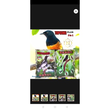 Voer topsong pakan burung Kacer punglor murai cucak