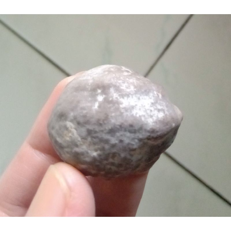 Kemiri Adu Muncang Adu Anak Manohara Tua Jatuhan