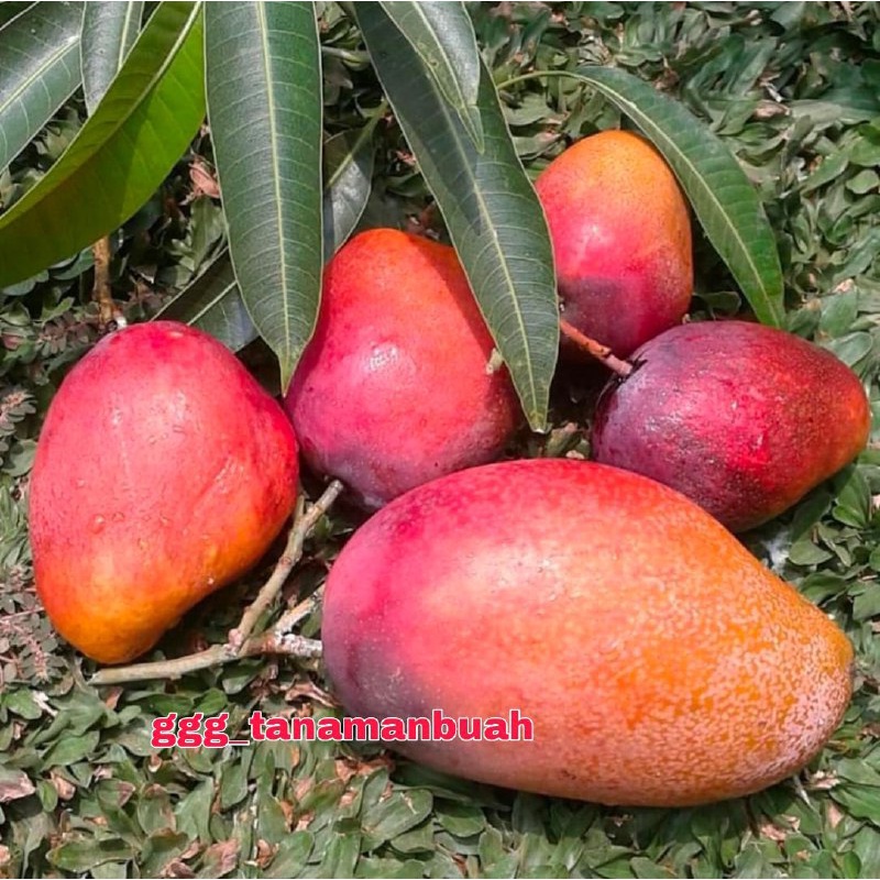 Bibit Mangga Yuwen Seri 6 Asli Okulasi