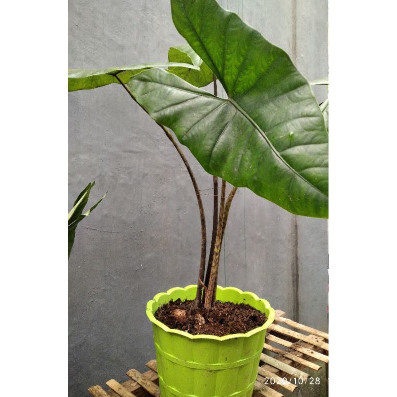 bonggol alocasia sp. sulawesi PAKET