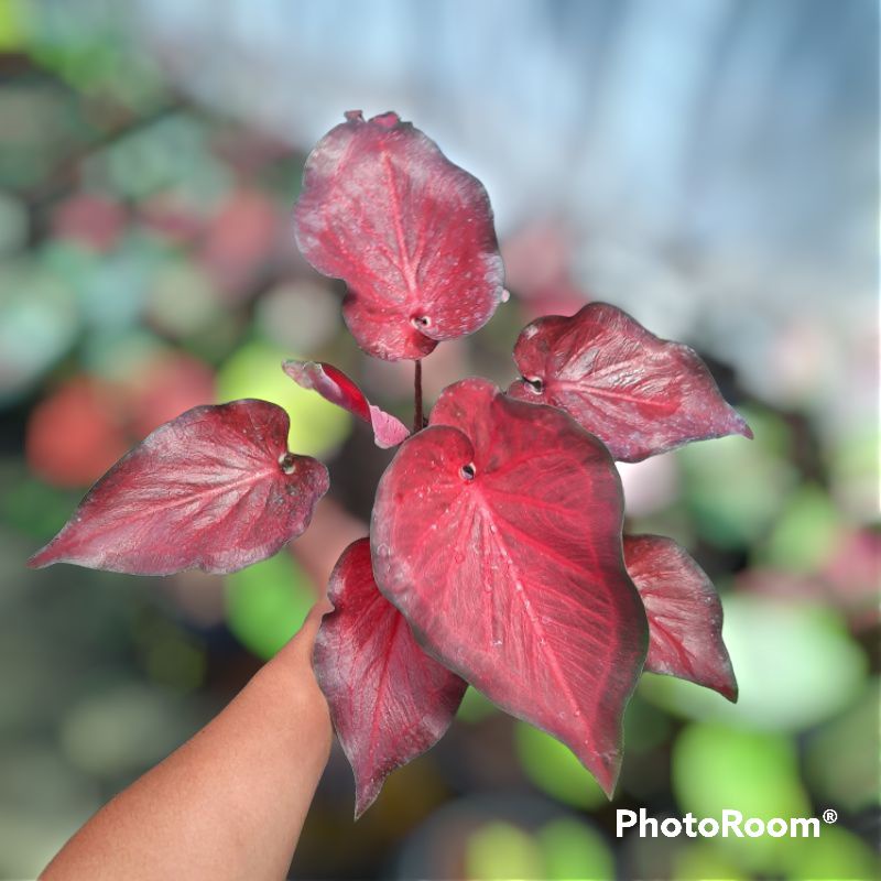 Keladi Anggur Merah Keladi Hias Caladium Tanaman Hias Keladi Tanaman Keladi Hidup Tanaman Hias Murah