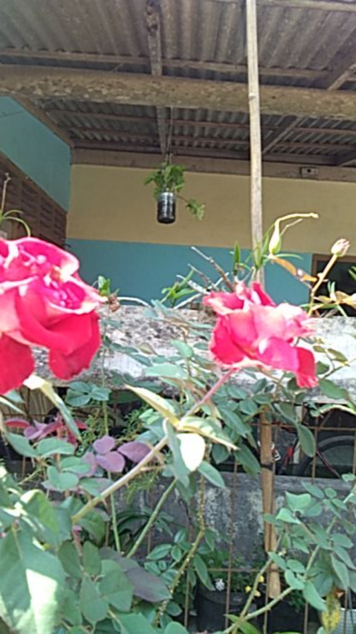 Kenop Gagang Pegangan Tutup Panci Pentol Tutupan Panci Bulat Knop