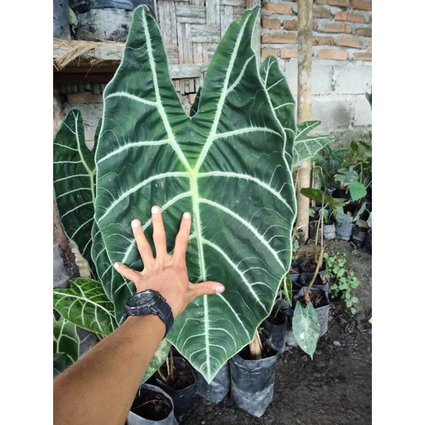 bongol alocasia watsoniana sp Sumatra...