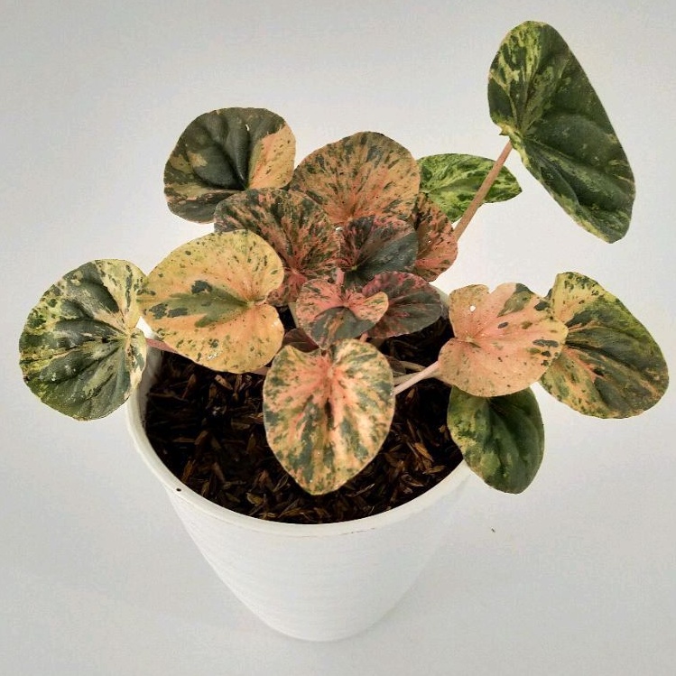 DIARY PETANI - Peperomia Caperata Varigata