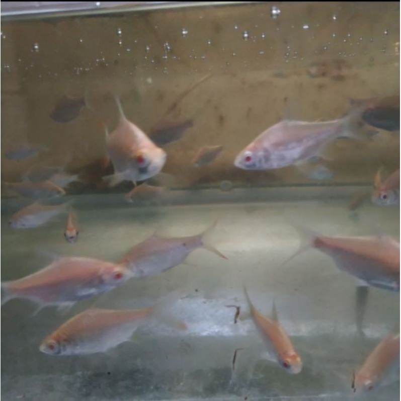 ikan kapiat albino/ kaviat albino tankmate