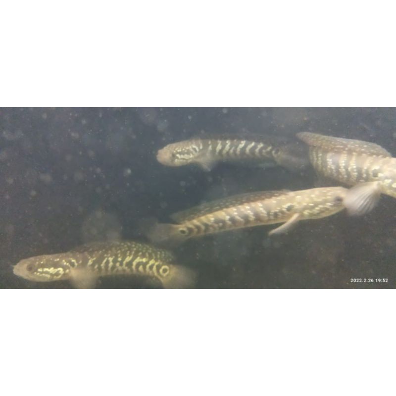 chana asiatika ws pure