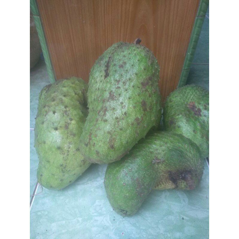 

Buah sirsak fresh di petik dari pohon nya/buah nagka belanda per 1 pcs netto 500--1000 grm