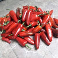 Benih Bibit Biji - Cabai Red Jalapeno Merah Chili Pepper Seeds