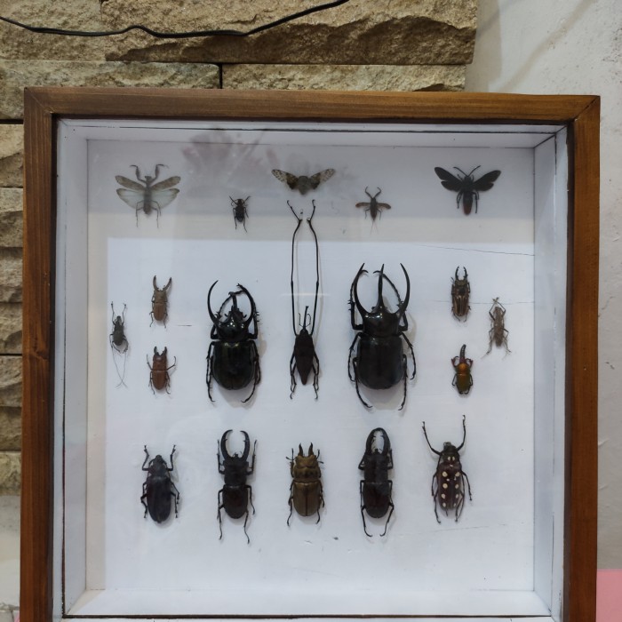 Mars_venus - Insectarium / Taxidermy Serangga / Pajangan Serangga