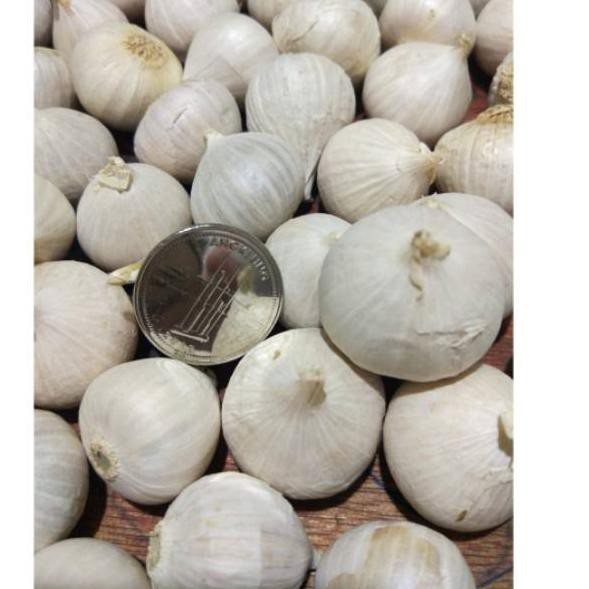 

bayar sekarang✔️!!! Bawang Putih Tunggal Lanang 1 KG Super Good Quality