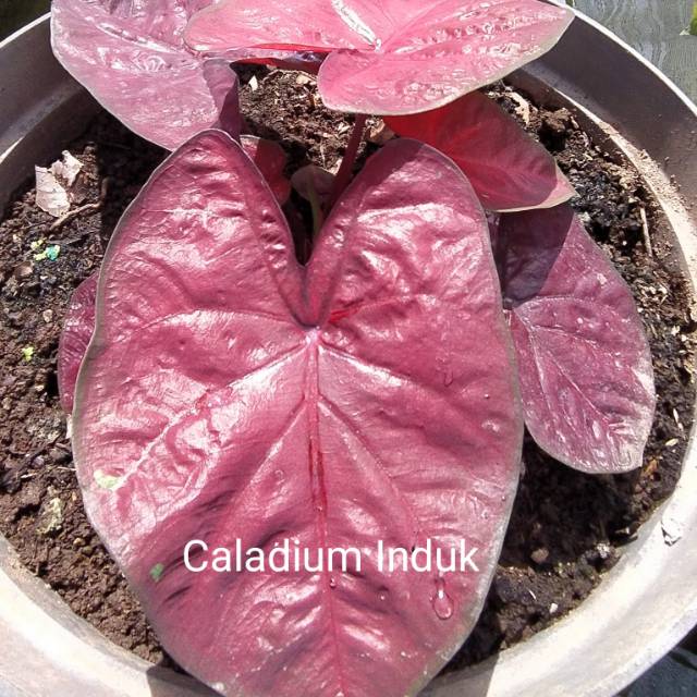 Caladium Red Dragon Bibit Shopee Indonesia