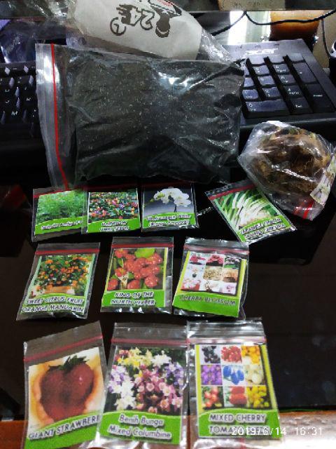 Biji Cabe king Of The North Pepper Seeds