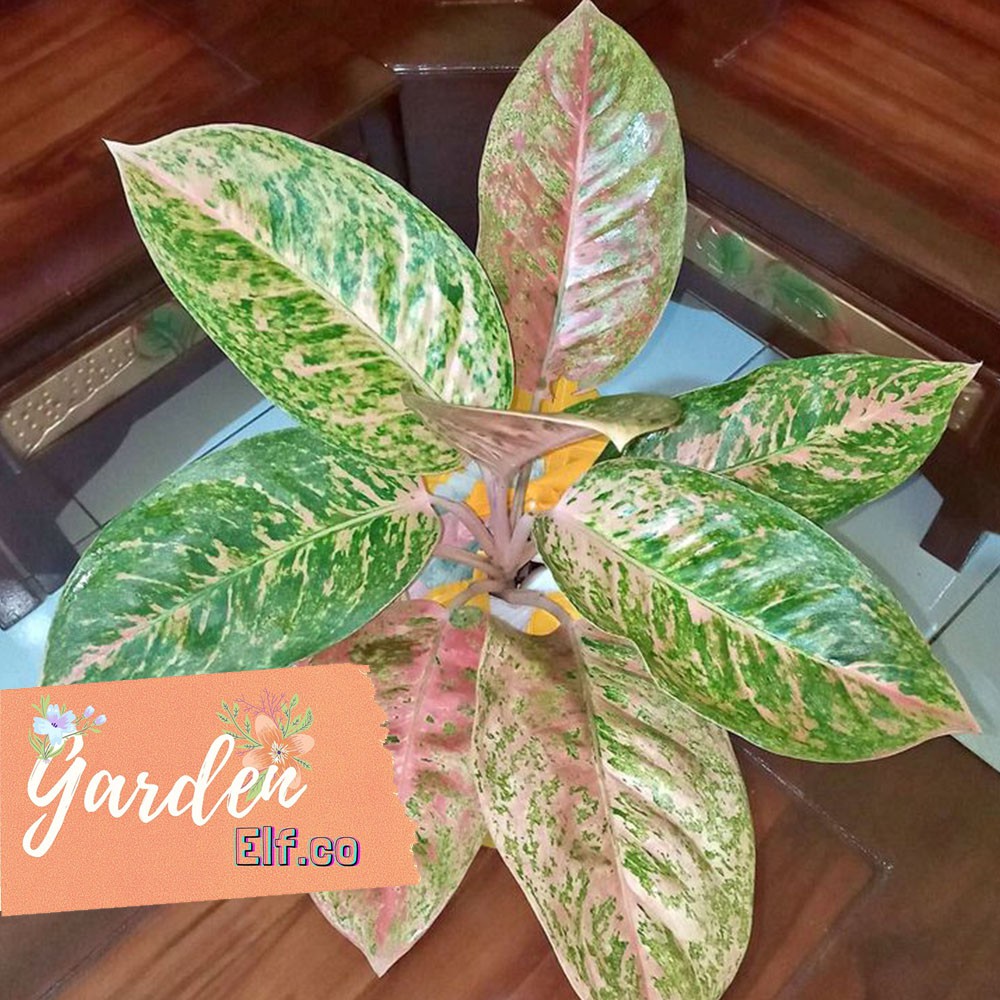 Aglonema Big Roy Rimbun Daun 4-6/ Big Roy Indukan/Big Roy Berkwalitas Murah Meriah