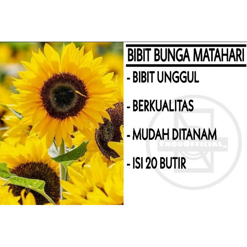 BIJI BUNGA MATAHARI / SEED SUNFLOWER / BUNGA MATAHARI