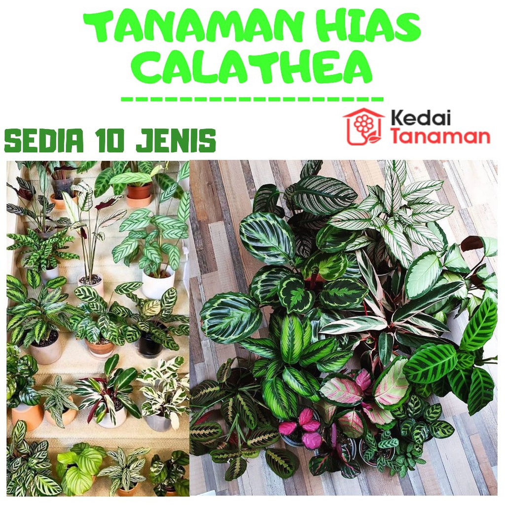 Tanaman Hias Calathea Shopee Indonesia Tanaman Hias Calathea Shopee Indonesia