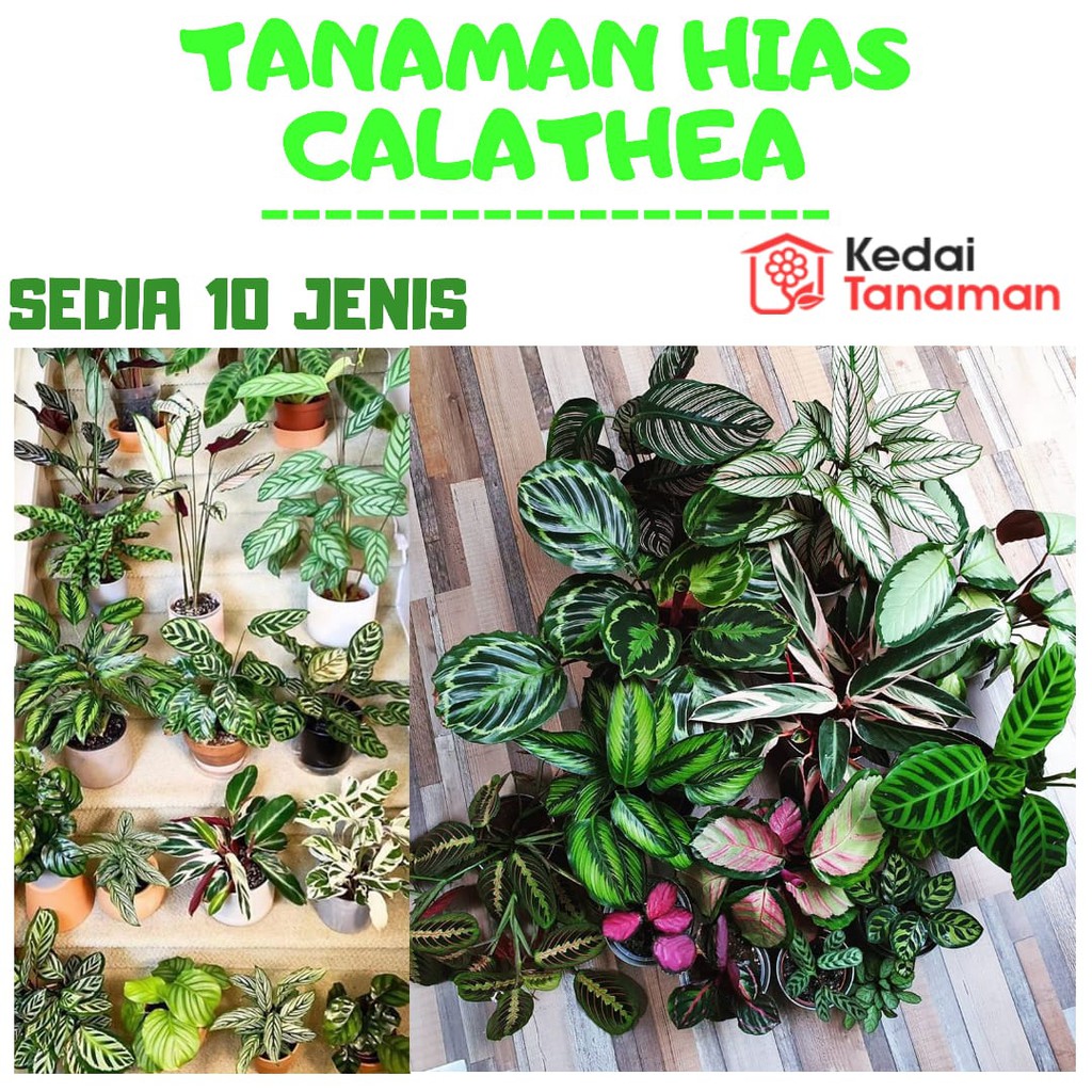 Tanaman Hias Calathea  Shopee Indonesia